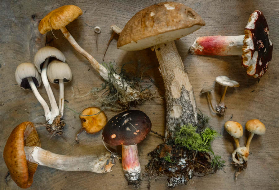 Different Kinds of Mushrooms