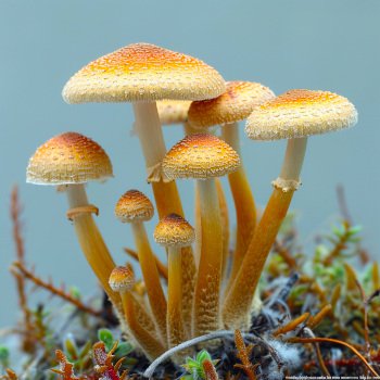 Psilocybin Mushroom Cluster